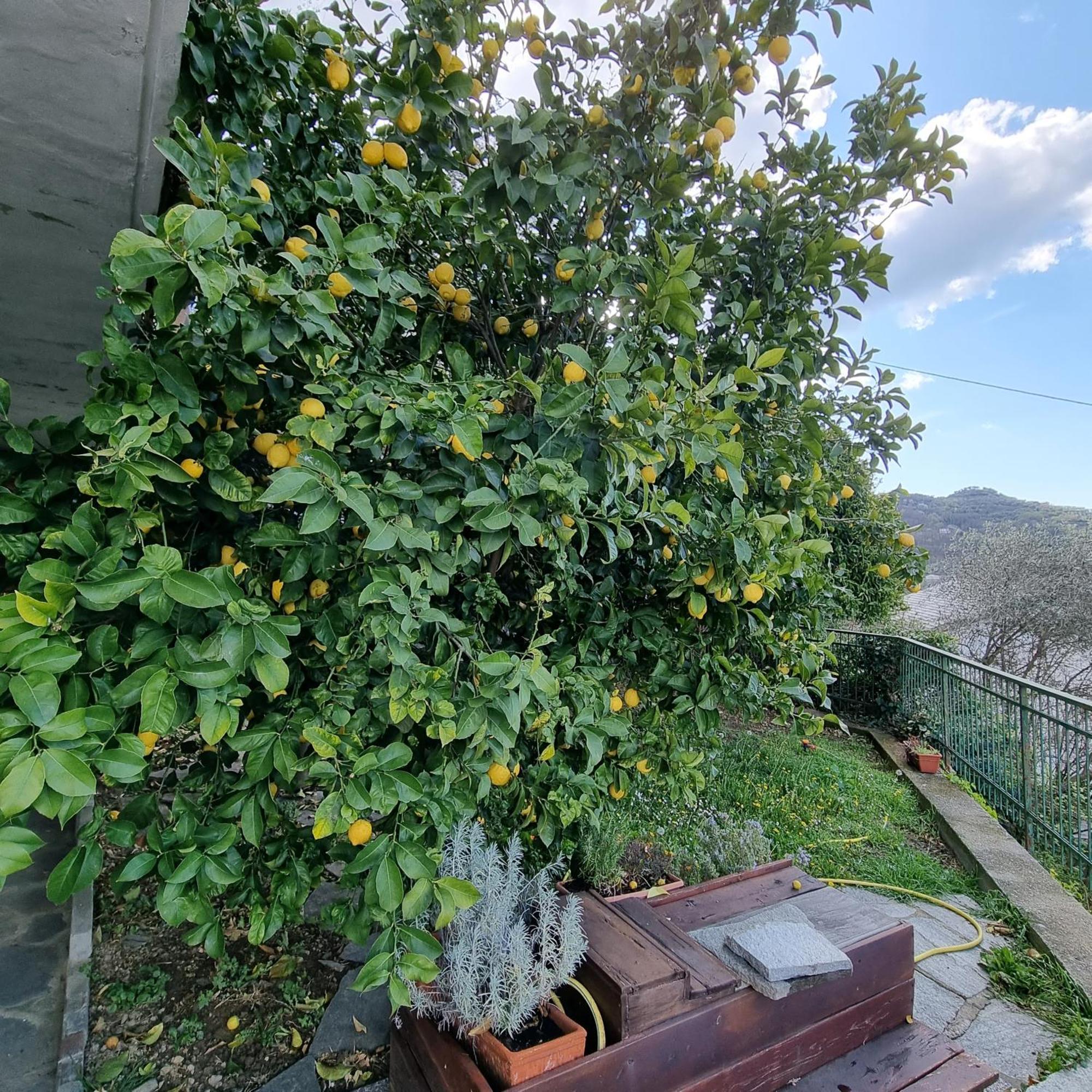 B&B La Terrazza Sui Fieschi Cogorno Eksteriør billede